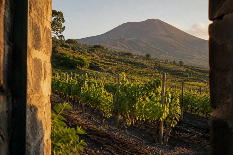 Vineyard rows on dark volcanic soil beneath Mount Vesuvius