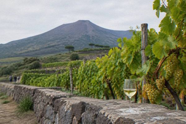 Organic Lunch and Wine Tasting, Pompeii