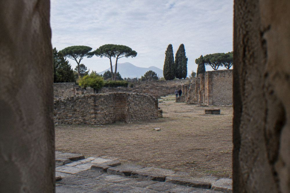 Rows of young grapevines replanted along ancient trenches inside ruined walls at Pompeii