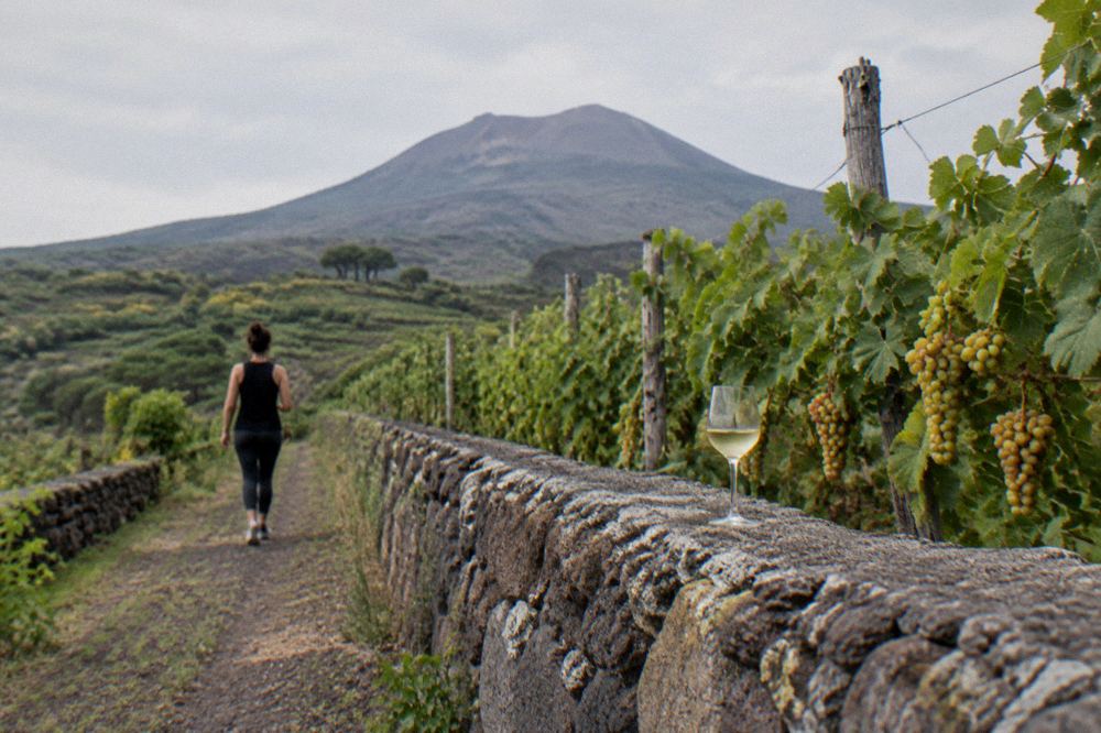 Grapes ripening on the vine on a Vesuvius slope in late summer