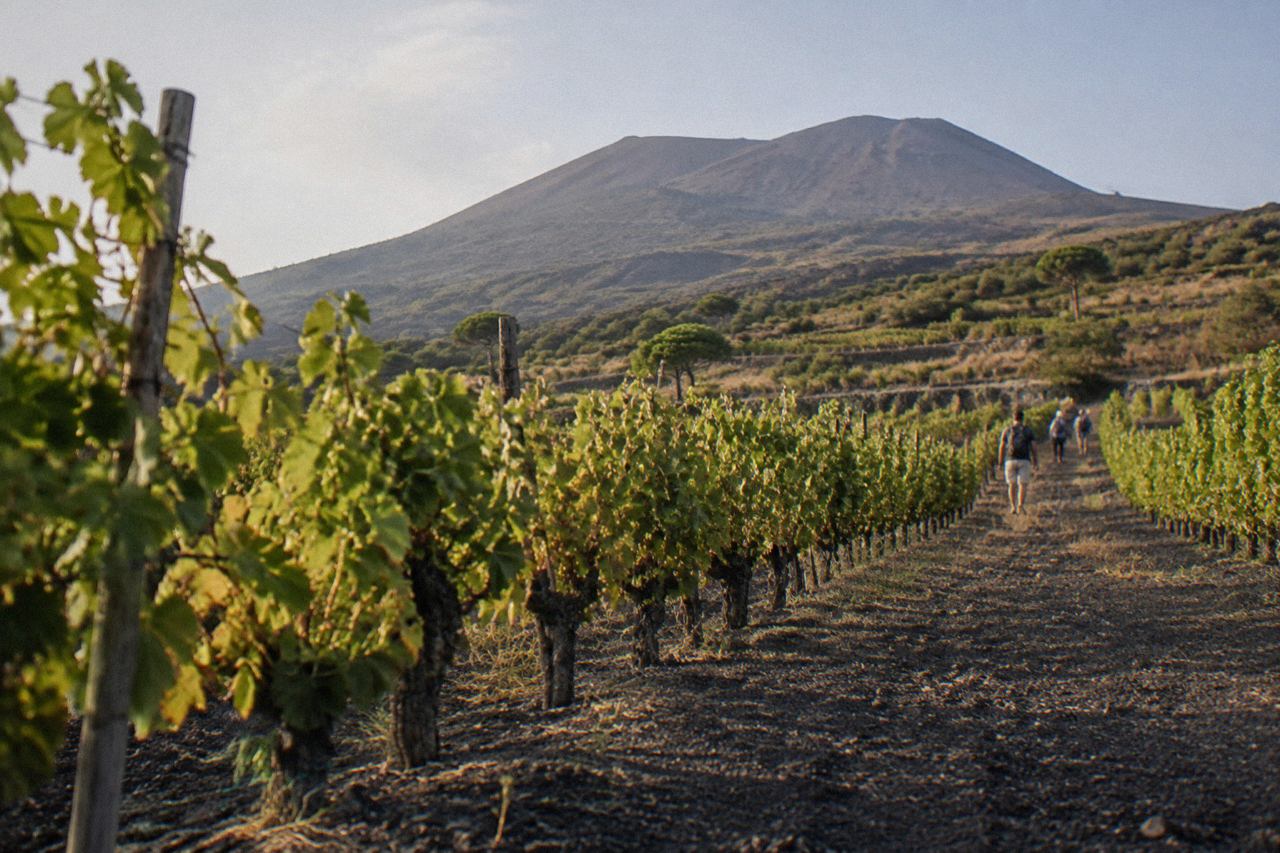 Vineyard rows on the lower slopes of Mount Vesuvius above the Bay of Naples